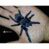 50x Lasiocyano (ex. Pterinopelma) sazimai (0.5cm) - Iridescent Blue Tarantula