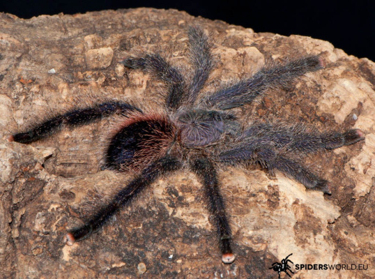 Avicularia sp peru purple cm