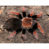 Brachypelma boehmei Female + Male (4.5cm) – Mexican Fireleg