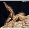 Stromatopelma calceatum (1cm) – Featherleg Baboon