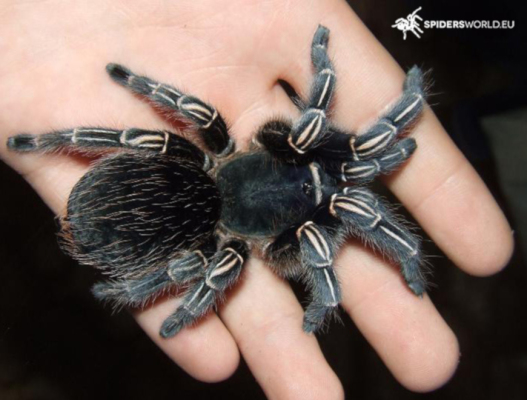 Aphonopelma seemanni blue