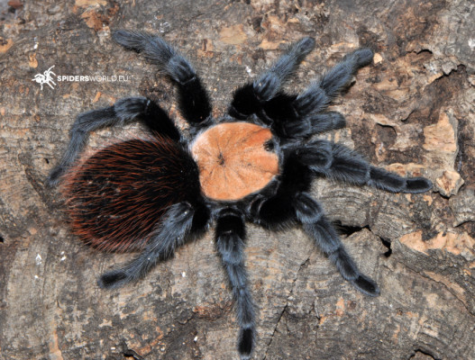 Bild einer Vogelspinne der Art Brachypelma albiceps