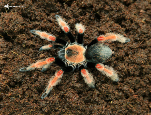 Zdjęcie przedstawiające ptasznika gatunku Brachypelma boehmei