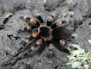 Brachypelma hamorii Female (5cm) - Red Knee Tarantula