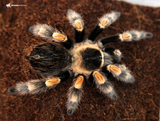 Mexican Red Knee tarantula Brachypelma hamorii