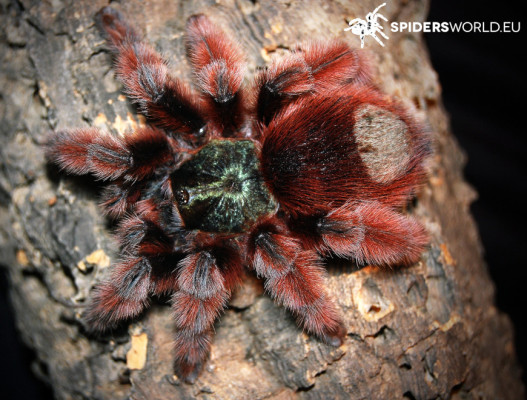 Bild einer Vogelspinne der Art Caribena versicolor