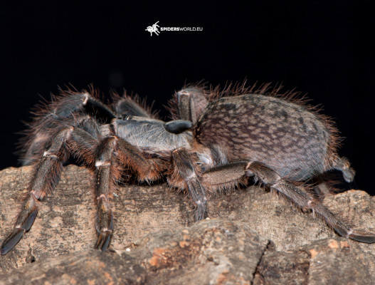 Zdjęcie przedstawiające ptasznika gatunku Ceratogyrus darlingi