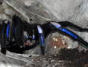 Chilobrachys natanicharum (ex. electric blue) Female (6cm)