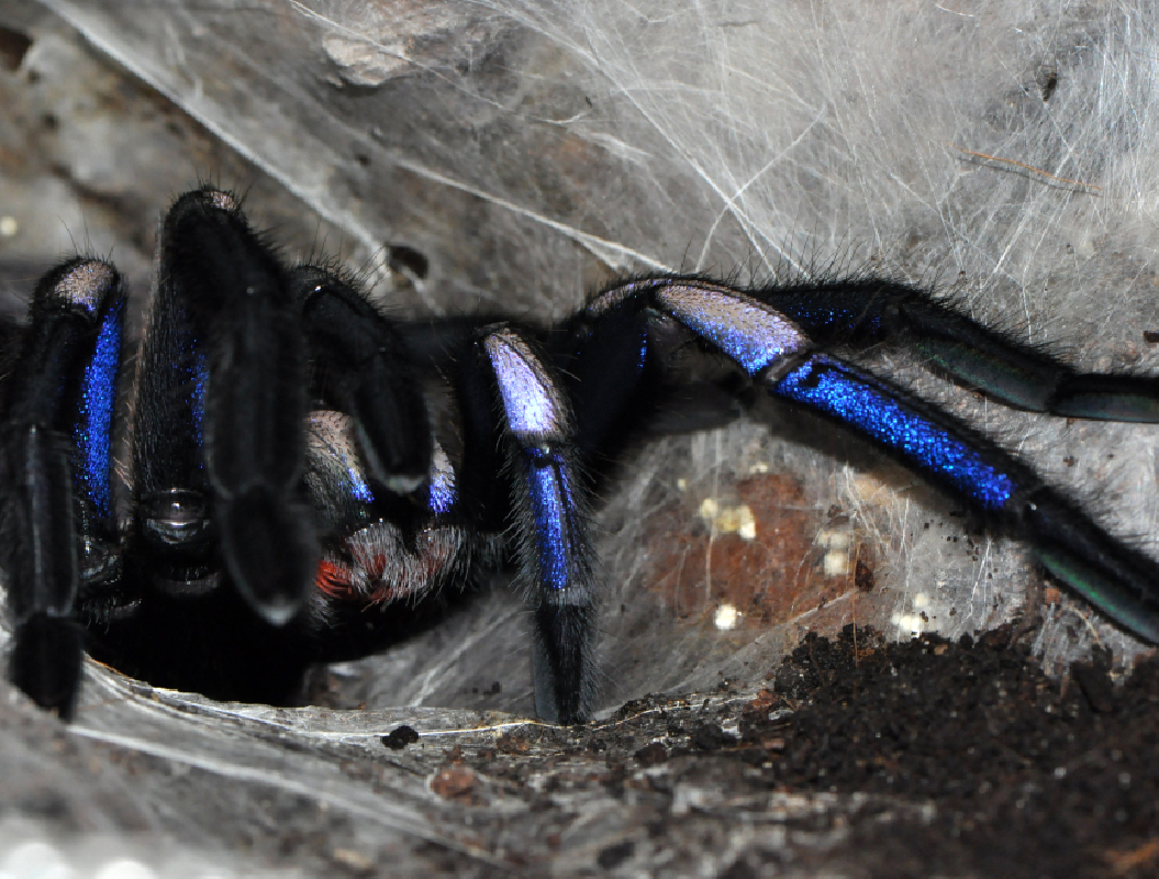 Chilobrachys natanicharum (ex. electric blue) (2cm)