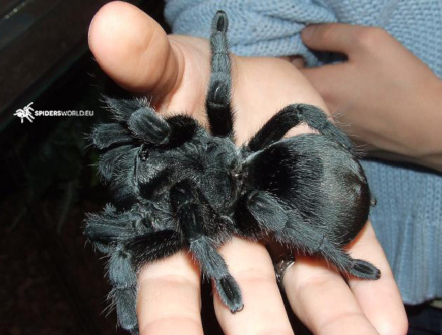 Grammostola pulchra (1.5cm) - Brazilian Black | SpidersWorld