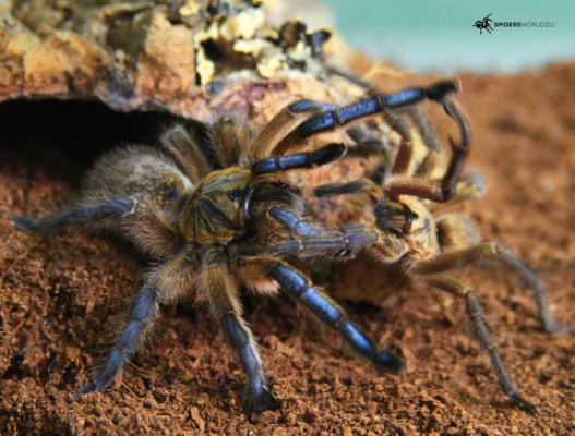 Harpactira pulchripes