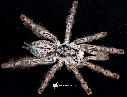Heteroscodra maculata...
