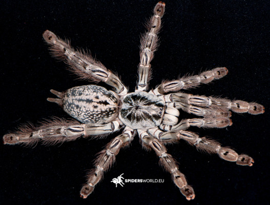 Picture of a Heteroscodra maculata