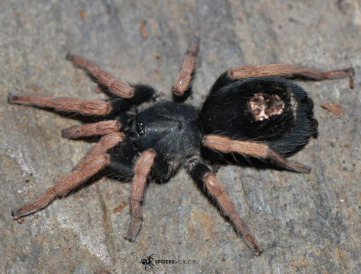 Kochiana brunnipes Female +...