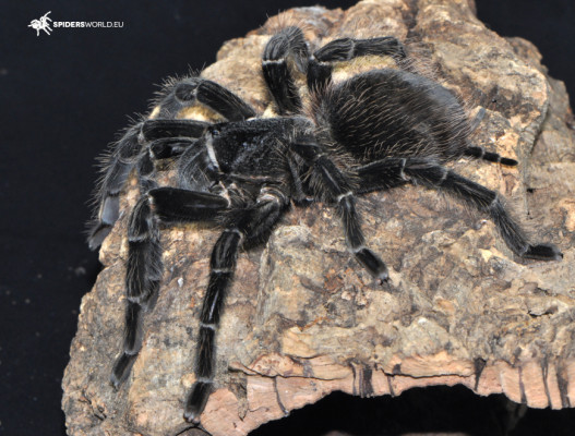Bild einer Vogelspinne der Art Lasiodora parahybana