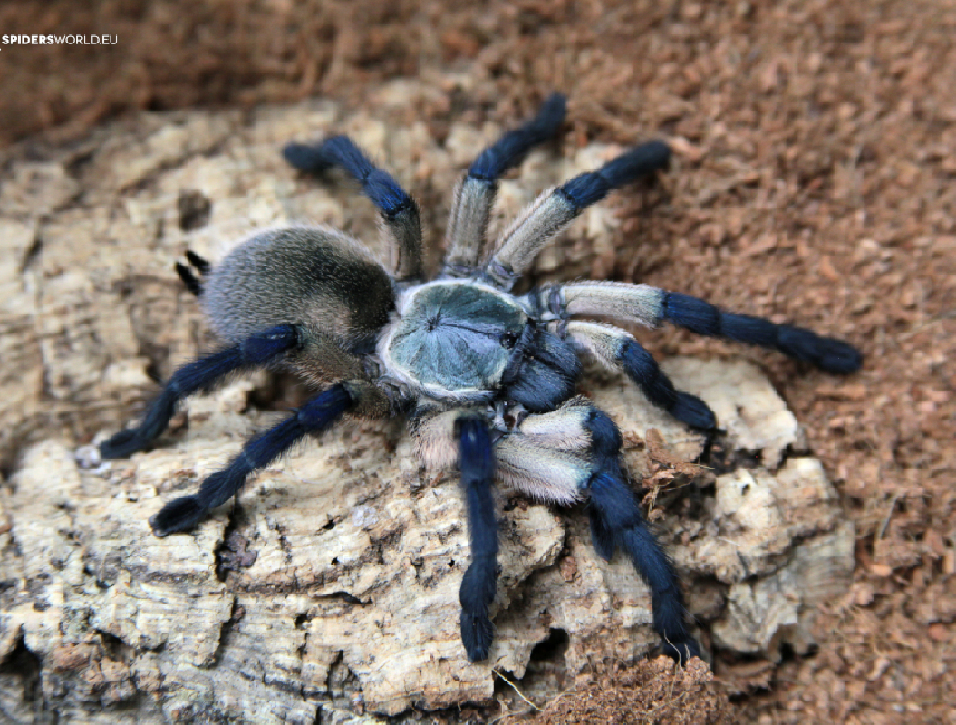 Monocentropus balfouri (1cm) - Socotra Island Blue Baboon