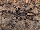 Poecilotheria tigrinawesseli Female + Male (6.5cm)