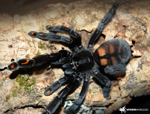 Psalmopoeus irminia Adult...