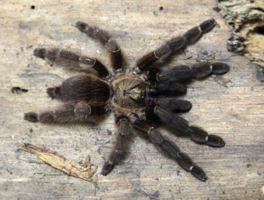 Bild einer Vogelspinne der Art Psalmopoeus reduncus