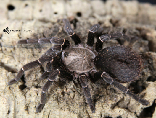 Pseudhapalopus sp kurzhaar Female + Male (4cm)