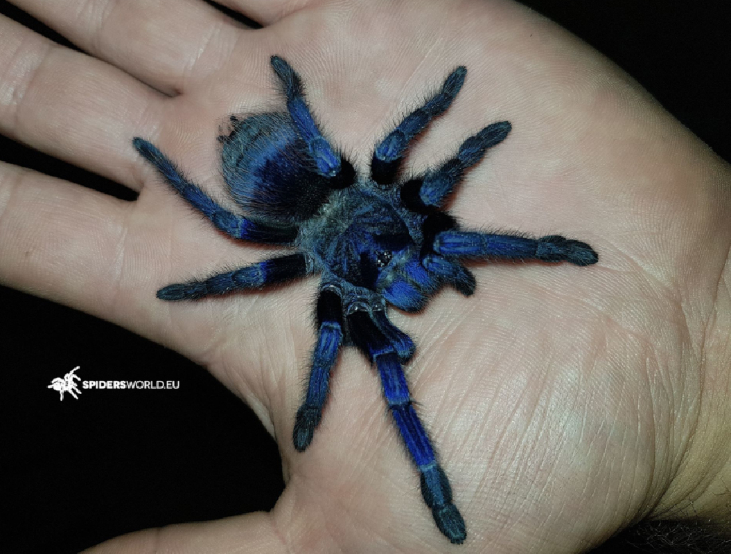 10x Lasiocyano (ex. Pterinopelma) sazimai (0.5cm) - Iridescent Blue Tarantula