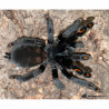 Psalmopoeus irminia cm  Suntiger tarantula
