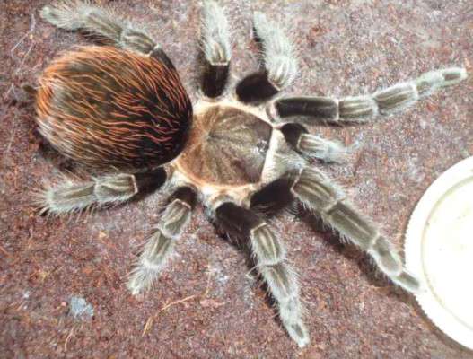 Picture of a Tliltocatl kahlenbergi