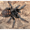 Psalmopoeus irminia (1.5cm) - Suntiger tarantula