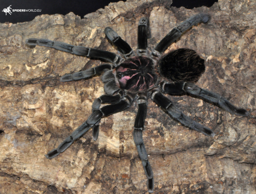 Xenesthis intermedia