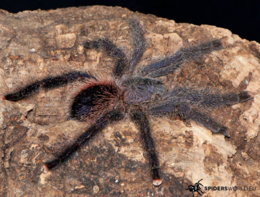 Picture of an Avicularia juruensis