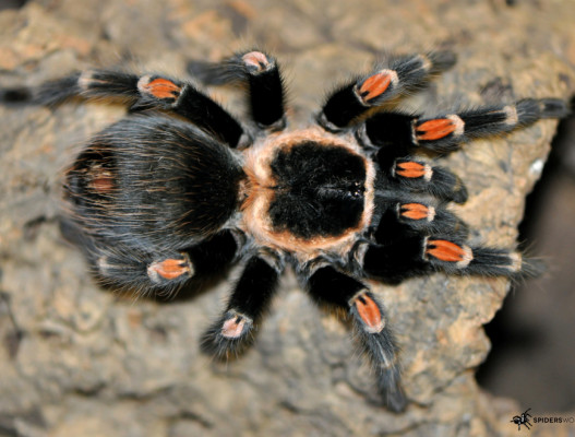 Zdjęcie przedstawiające ptasznika gatunku Brachypelma auratum