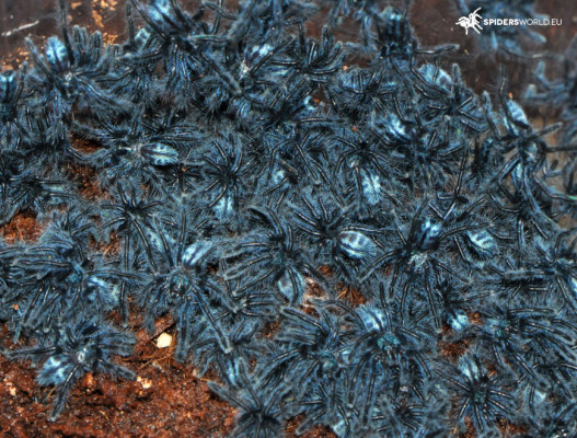 Picture of a Caribena laeta
