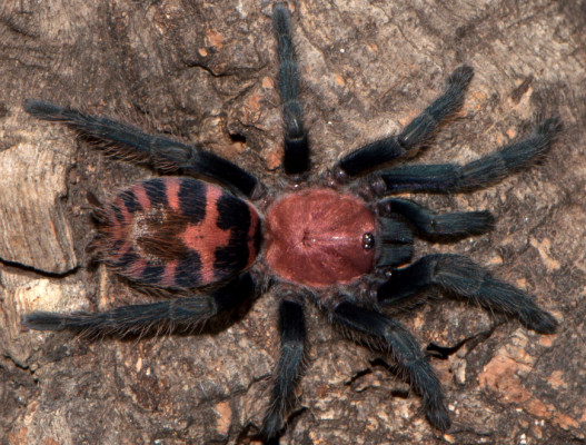 Picture of a Davus pentaloris tarantula