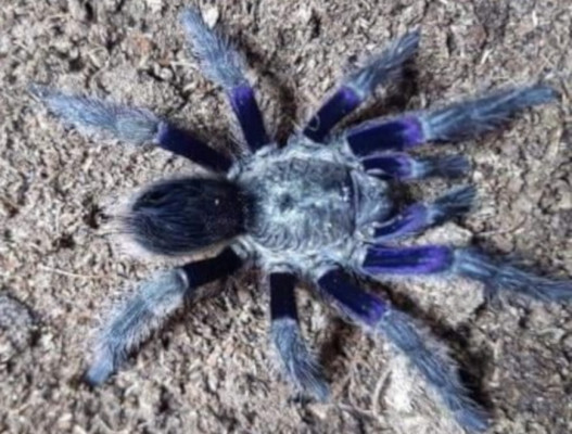 Picture of a Euathlus truculentus blue tarantula.