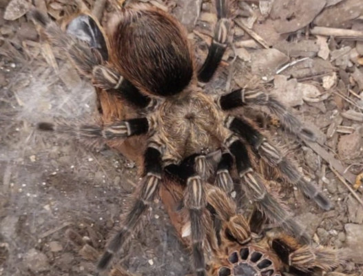 Picture of a female Euathlus valparaiso tarantula