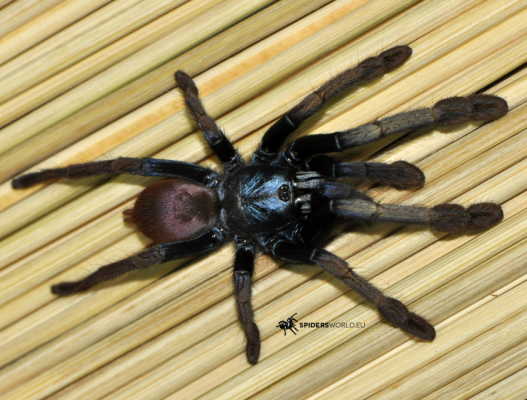Cilantica devamatha