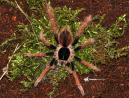 Megaphobema robustum Female + Male (6cm) - Colombian giant tarantula