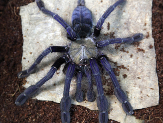 Omothymus violaceopes (2cm) – Singapore Blue