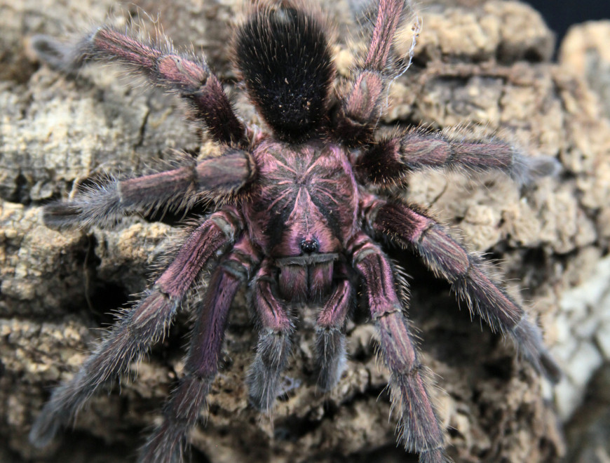 Phormictopus atrichomatus (1.5cm) - Red Island Birdeater