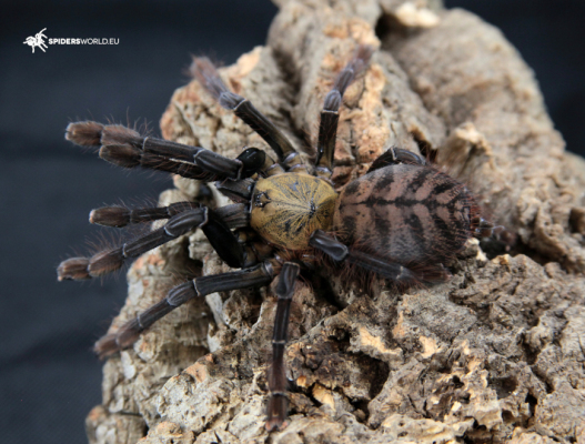 Phormingochilus sp akcaya