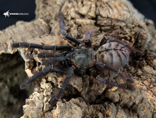 Bild einer jungen Vogelspinne der Art Phormingochilus sp. sabah blue