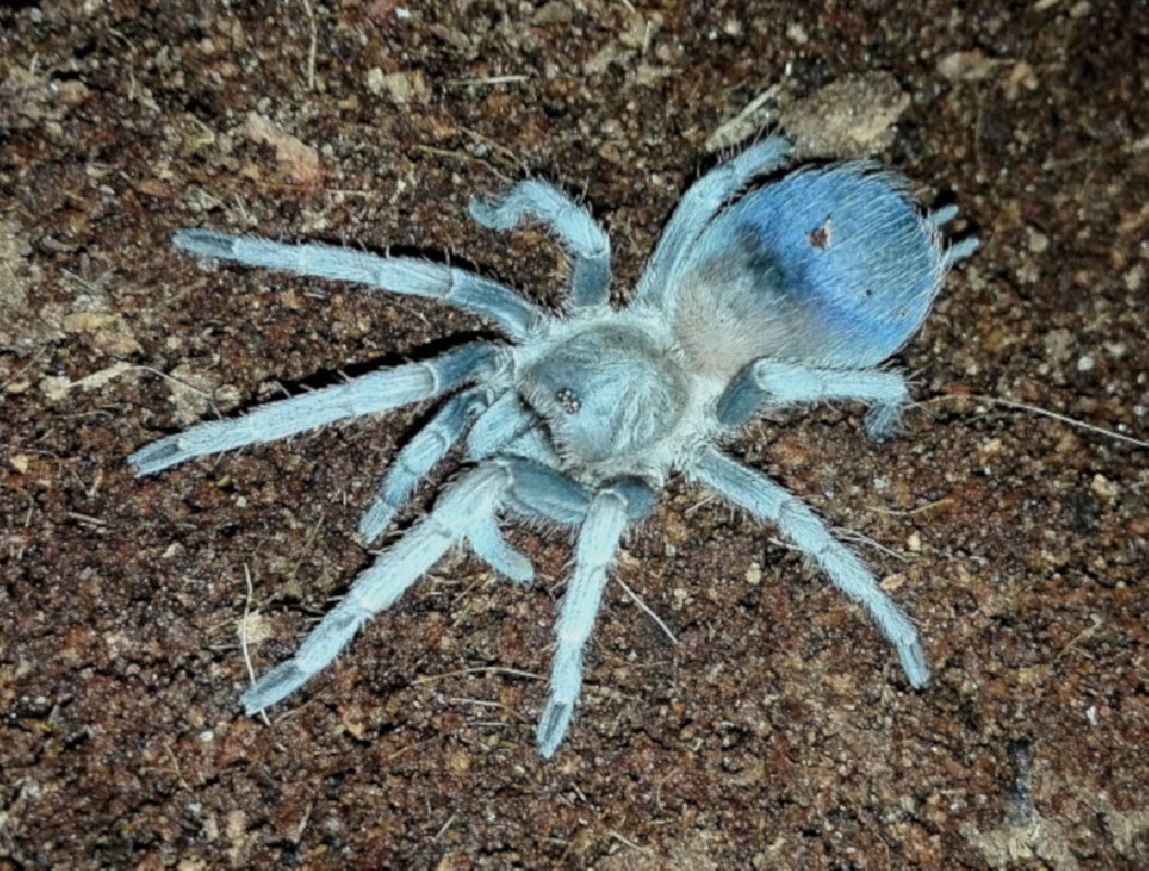 Pseudhapalopus sp blue (0.5cm)