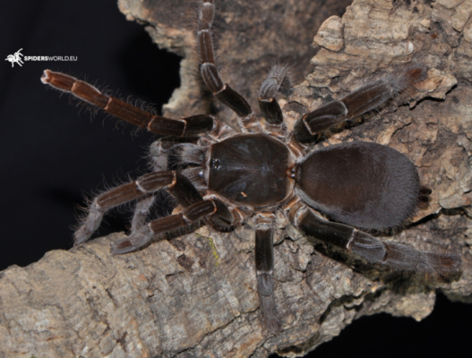Hysterocrates gigas Female...