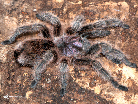 Bild einer Vogelspinne der Art Grammostola rosea
