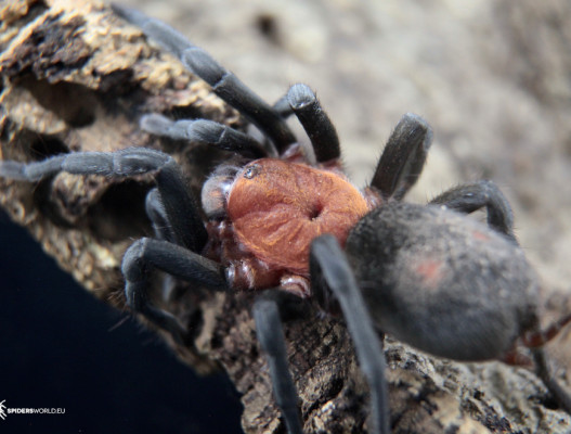 Vogelspinne Bumba horrida