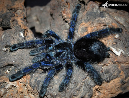 Picture of a spiderling Avicularia purpurea