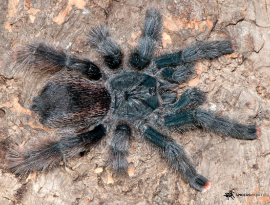 Avicularia metallica