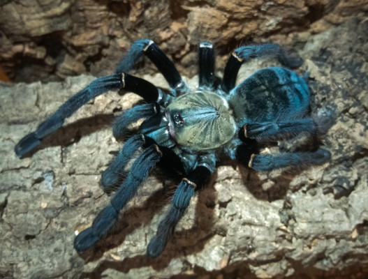 Picture of a Cyriopagopus sp. Sumatran Tiger tarantula