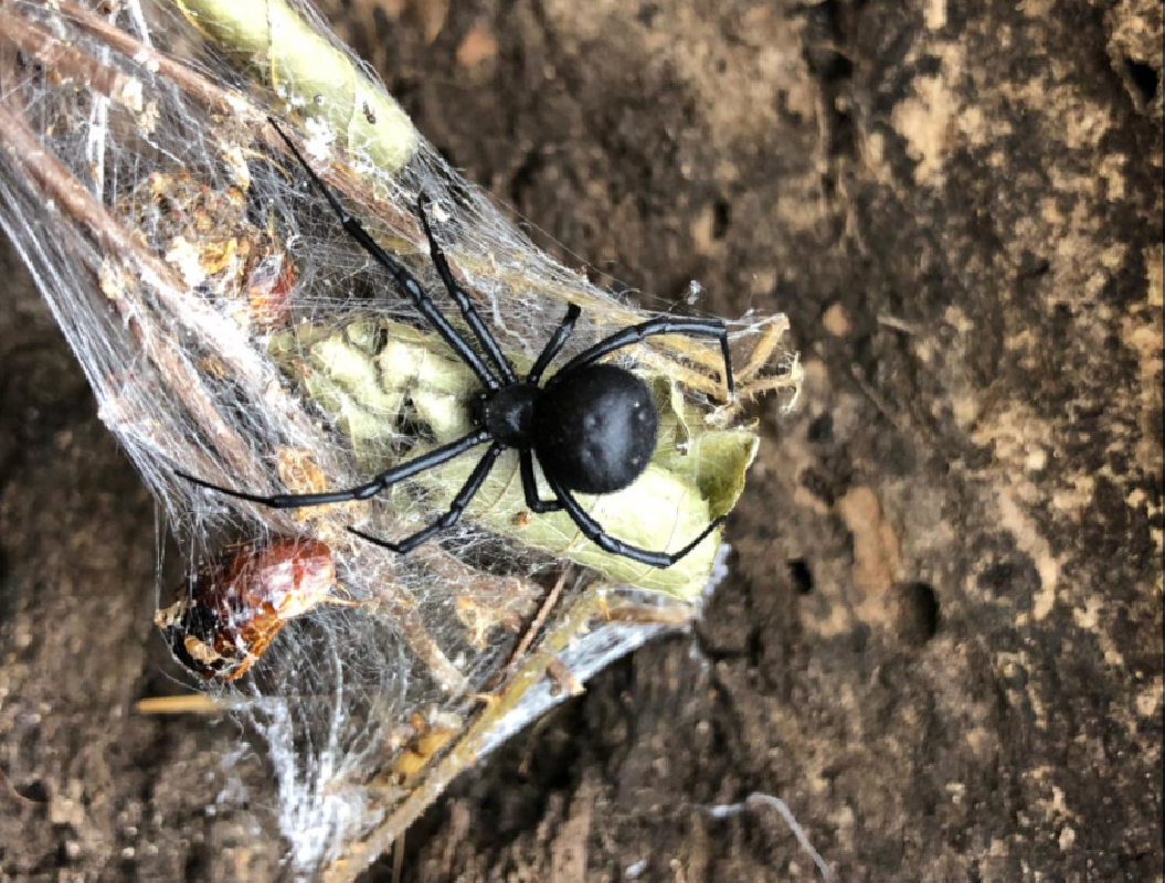 Latrodectus cinctus Female (2cm)