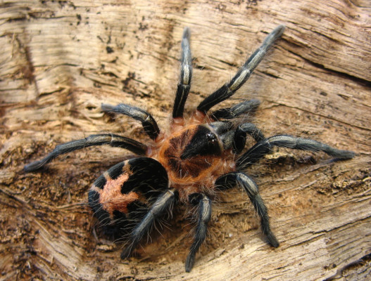 Bild einer Vogelspinne der Art Cyriocosmus leetzi